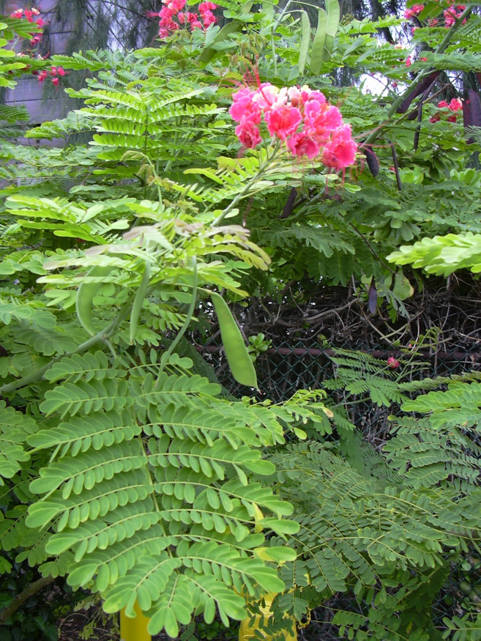공작화 - Peacock Flower, Poinciana, Red Bird of Paradise,Dwarf Poinciana, Caesalpinia pulcherrima (L.) Sw