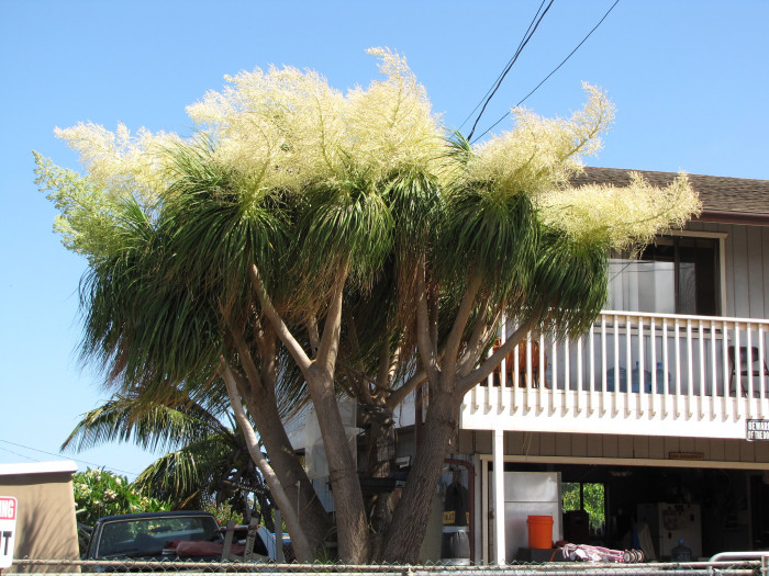 덕구리난 - Pony Tail Palm, Beaucarnea recurvata