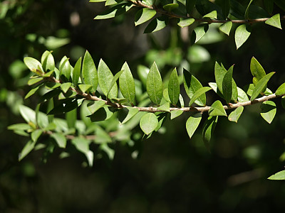 은매화 사진 - Myrtus communis L. Photos