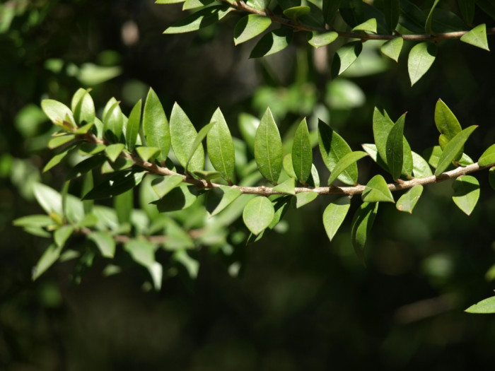 은매화 - True myrtle, Greek myrtle, Myrtus communis L.