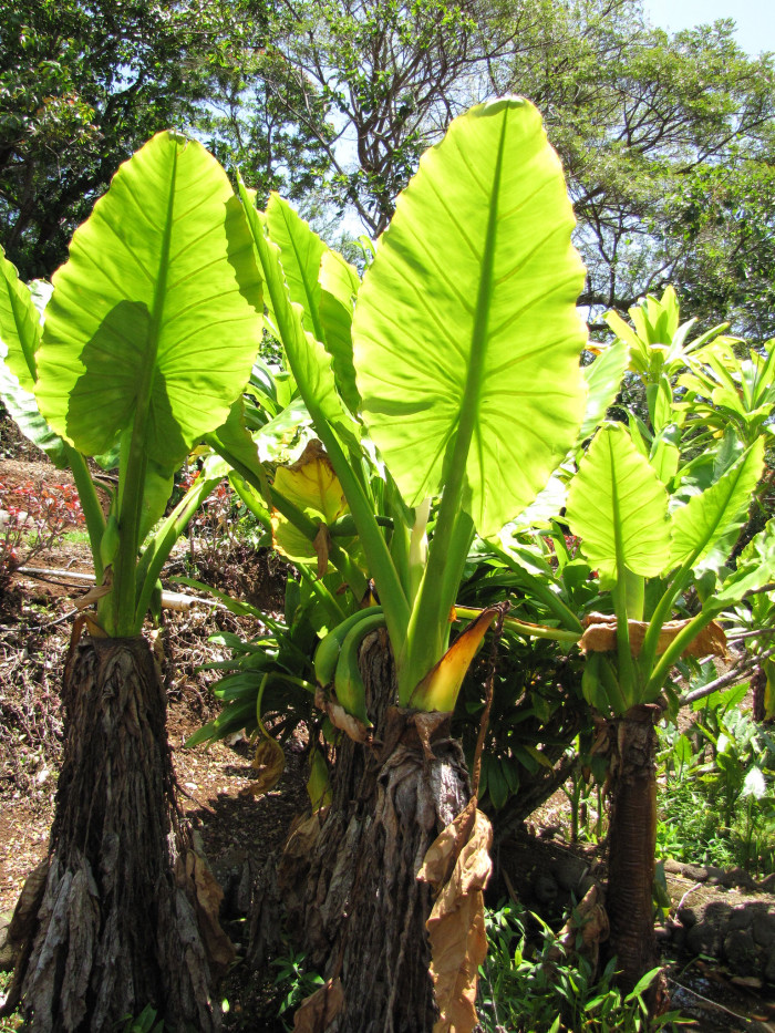 물바나나 - Water banana, Typhonodorum lindleyanum