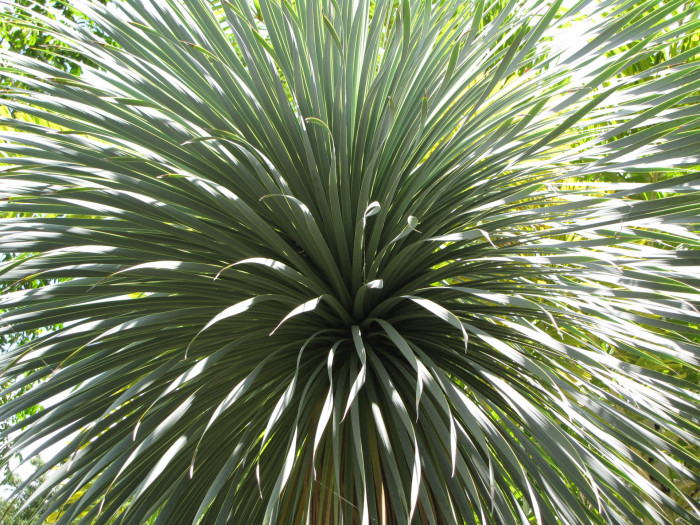 유카 로스트라타 - Beaked yucca, Yucca rostrata