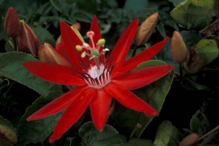 시계초 - passion flower, Passiflora caerulea