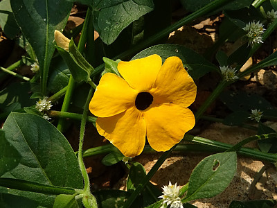 아프리카 나팔꽃 사진 - Thunbergia alata Photos
