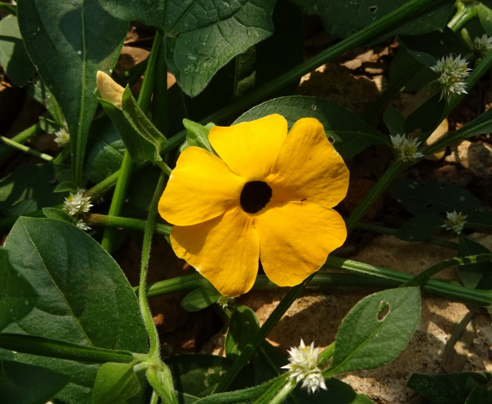 아프리카 나팔꽃 - Black-eyed Susan vine, Thunbergia alata