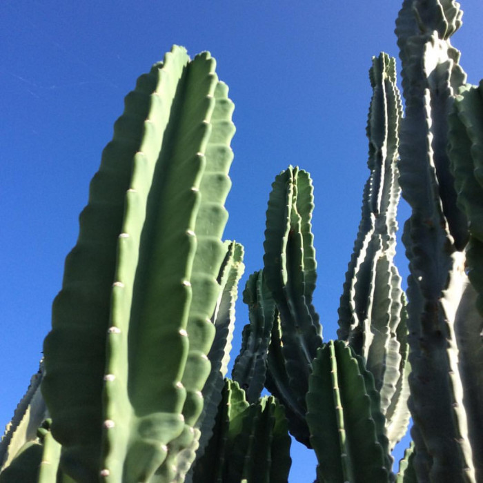 귀면각 - Peruvian apple, Apple cactus, Cereus peruvianus Mill.