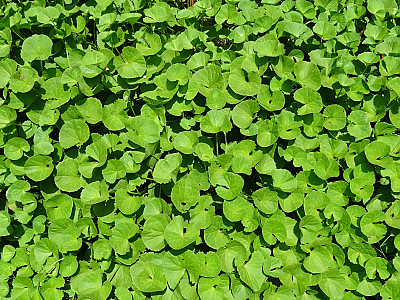 병풀 사진 - Centella asiatica (L.) Urb. Photos
