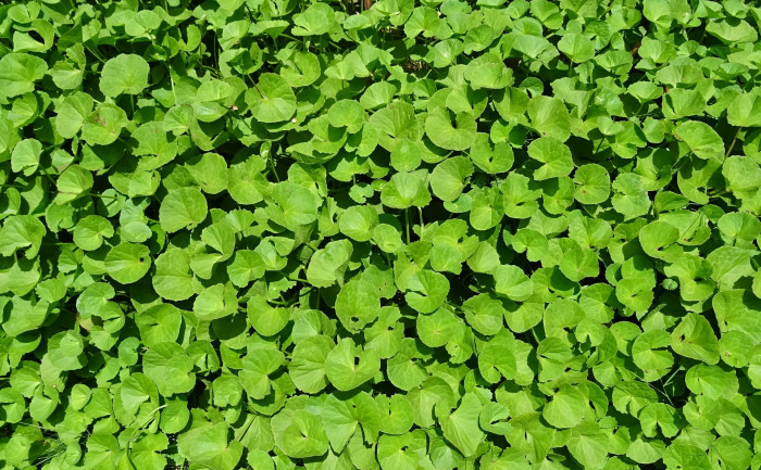 병풀 - Centella asiatica (L.) Urb.