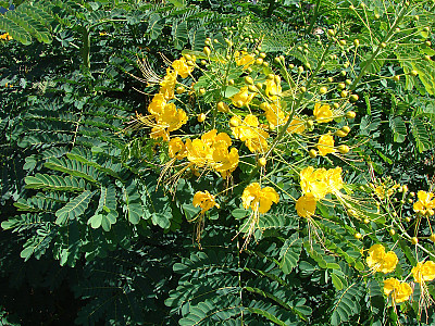 공작화 사진 - Caesalpinia pulcherrima (L.) Sw Photos