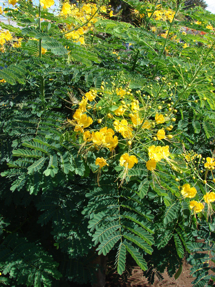 공작화 - Peacock Flower, Poinciana, Red Bird of Paradise,Dwarf Poinciana, Caesalpinia pulcherrima (L.) Sw