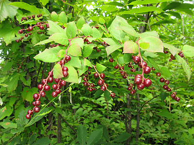 정금나무 사진 - Vaccinium oldhamii Miq. Photos