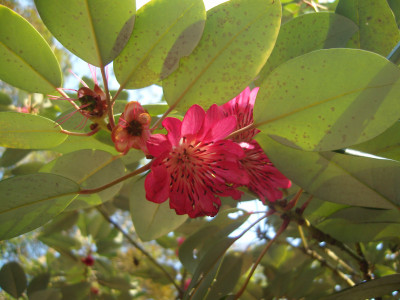 홍화하 사진 - Rhodoleia championii Photos