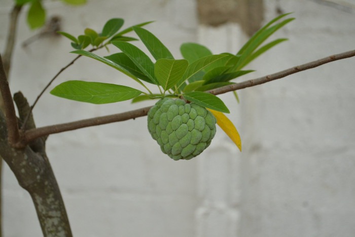 슈가애플 - Annona Squamosa