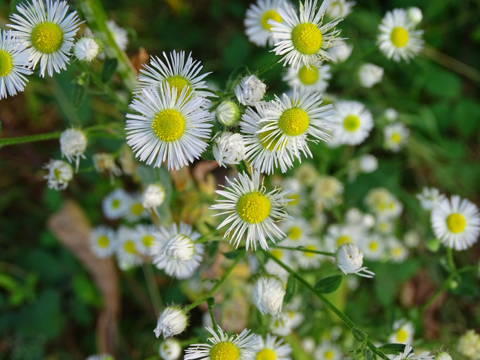 개망초 - Erigeron annuus