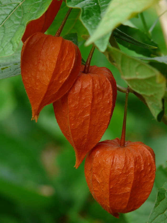 꽈리 - Lampionblume, Physalis alkekengi var. francheti (Mast.) Hort