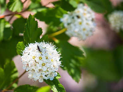 양국수나무 사진 - Physocarpus opulifolius (L.) Maxim. Photos