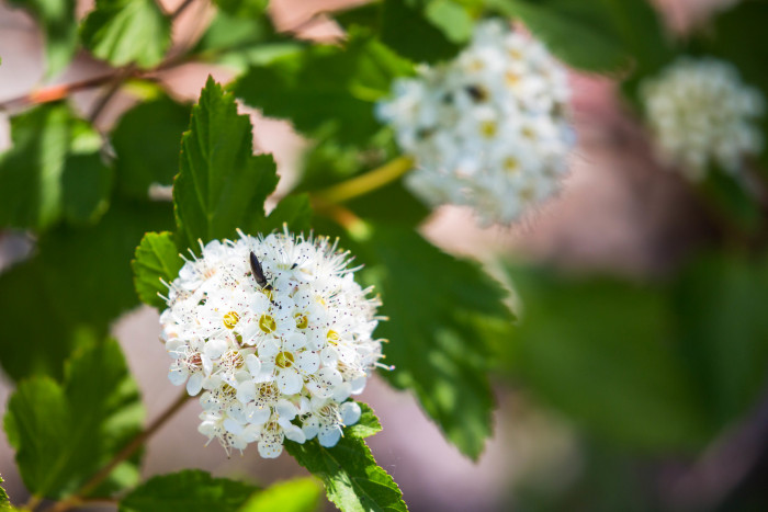 양국수나무 - Physocarpus opulifolius (L.) Maxim.