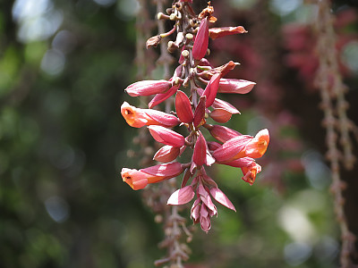 툰베르기아 코키니아 사진 - Thunbergia coccinea Photos