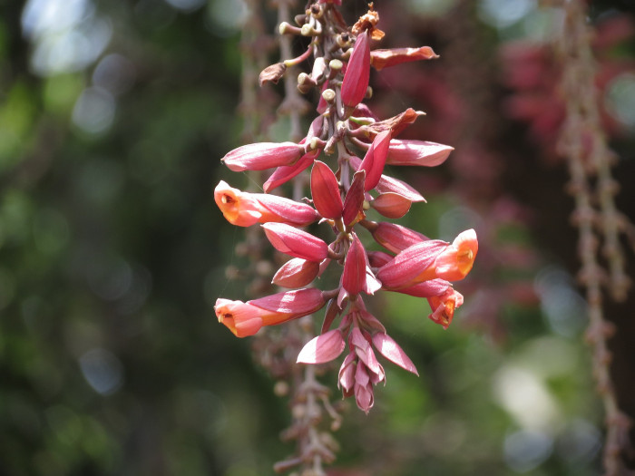 툰베르기아 코키니아 - Scarlet clock vine, Thunbergia coccinea