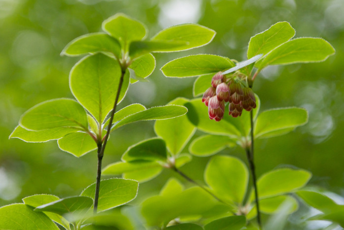 등대꽃 - Enkianthus campanulatus 