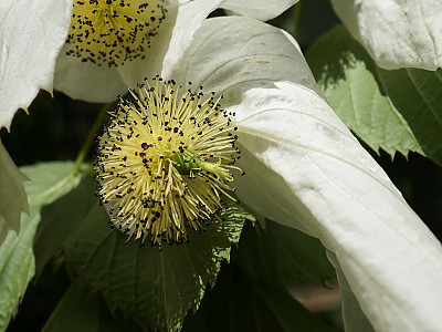 손수건나무 사진 - Davidia involucrata Photos