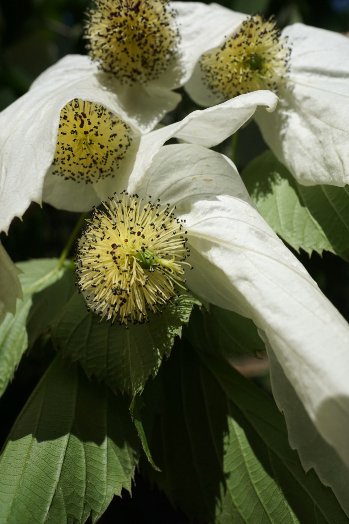 손수건나무 - dove-tree, handkerchief tree,  ghost tree, Davidia involucrata