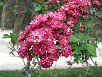 서양산사나무 사진 - Crataegus laevigata \'Paul\'s scarlet\' Photos