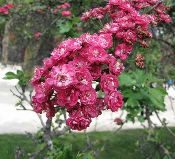 서양산사나무 - Midland Hawthorm, Crataegus laevigata 