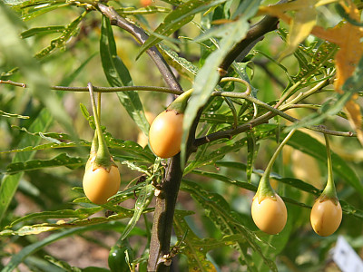 캥거루사과 사진 - Solanum laciniatum Photos