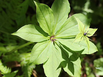 삿갓나물 사진 - Paris verticillata M.Bieb. Photos