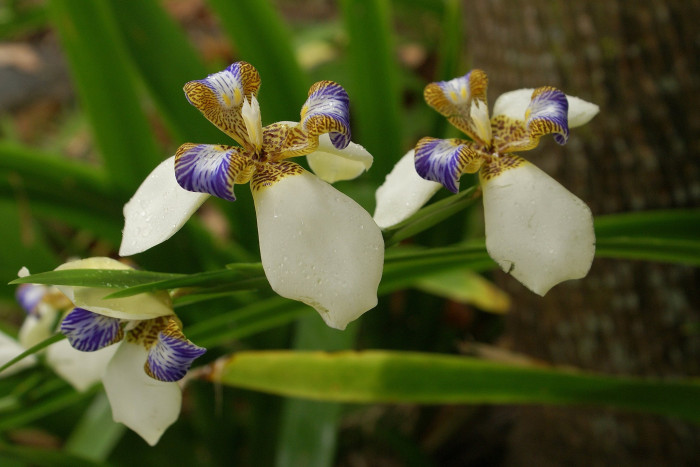 워킹아이리스 - Walking Iris, Neomarica gracilis