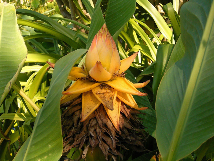 황금연꽃바나나 - Chinese yellow banana, Chinese dwarf banana, Golden lotus banana, Ensete lasiocarpum, Musella lasiocarpa