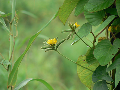 녹두 사진 - Vigna radiata (L.) R. Wilczek Photos