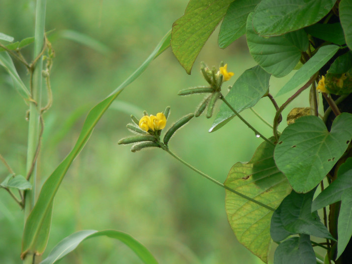 녹두 - Vigna radiata (L.) R. Wilczek