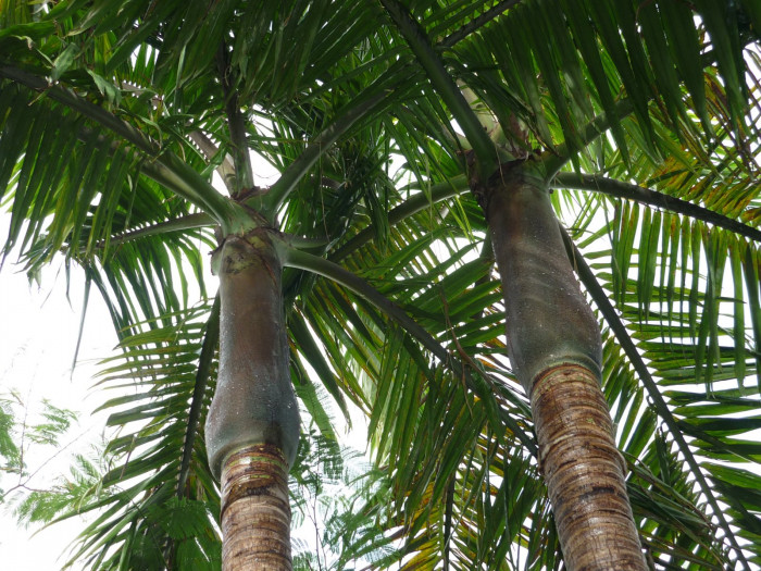 방갈로 야자 - Bangalow palm, king palm, Illawara palm, Archontophoenix Cunninghamiana