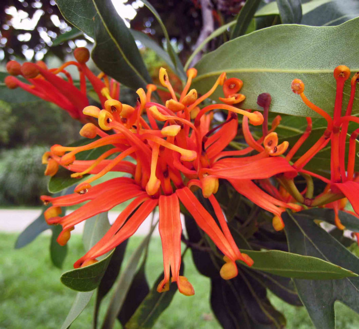 플라이휠 - Firewheel, White Beefwood, Queensland Firewheel Tree, Tulip Flower, White Oak, White Silky Oak, Stenocarpus sinuatus