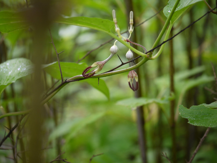 세로페지아 - dimorpha, Ceropegia