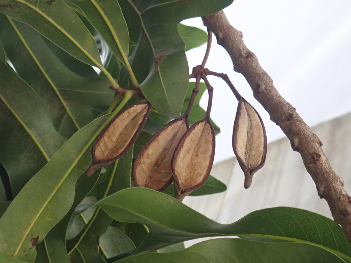 플라이휠 - Firewheel, White Beefwood, Queensland Firewheel Tree, Tulip Flower, White Oak, White Silky Oak, Stenocarpus sinuatus