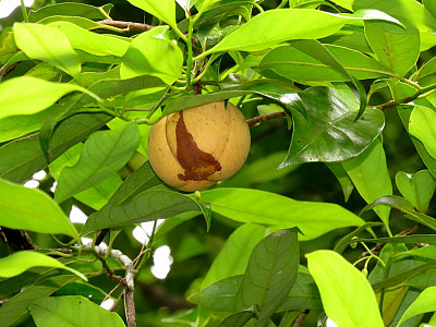 육두구 사진 - Myristica fragrans Photos