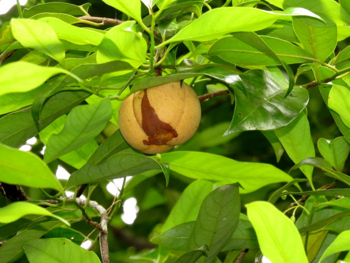 육두구 - Nutmeg, Mace, Muscadier, Nutmeg fruit, Myristica fragrans