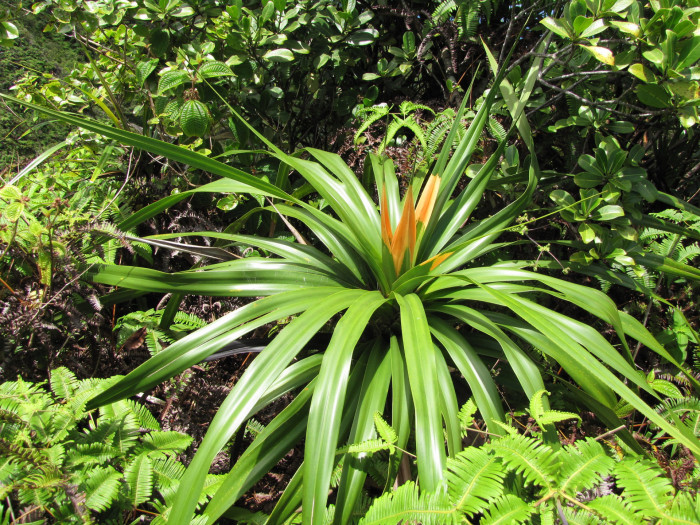 프레이키네티아 - Freycinetia arborea