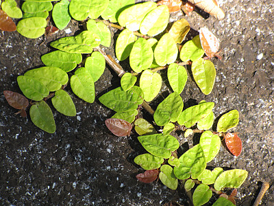 푸밀라고무나무 사진 - Ficus pumila Photos