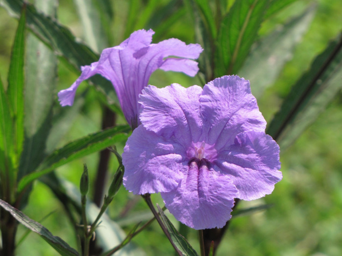 루엘리아 - Mexican petunia, Ruellia brittoniana