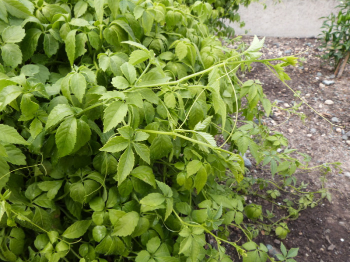 돌외 - Jiaogulan, Gynostemma pentaphyllum (Thunb.) Makino