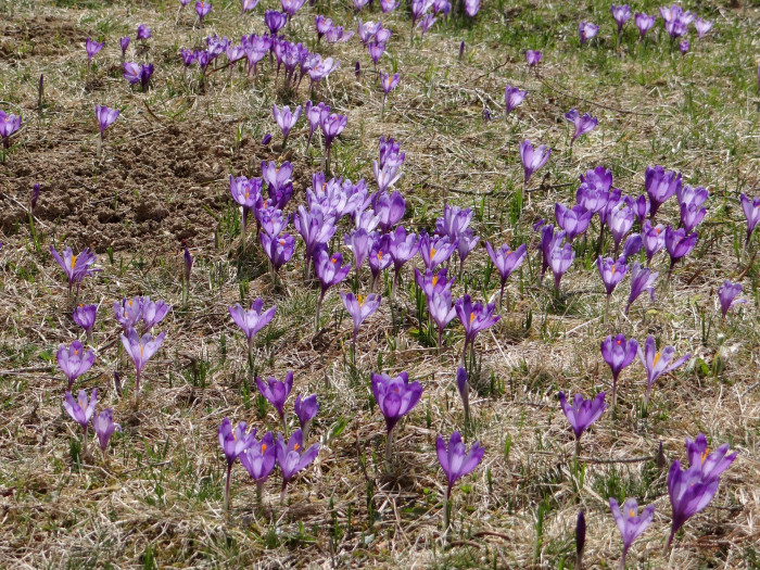 샤프란 - Saffron crocus, autumn crocus, Crocus sativus L.