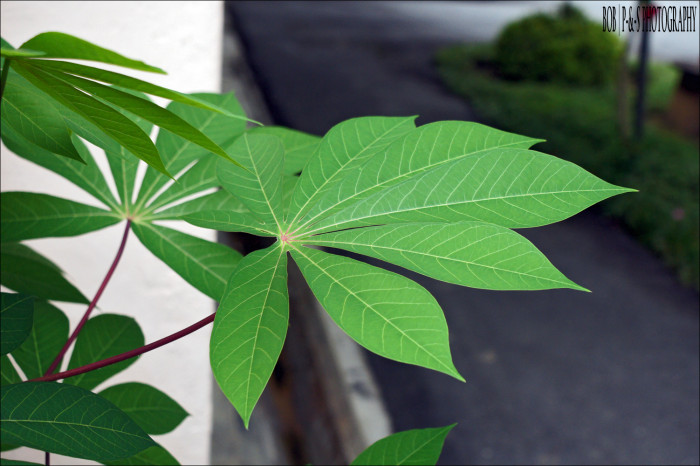 카사바 - Cassava, Manihot esculenta