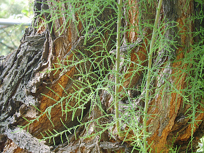위성류 사진 - Tamarix chinensis Lour. Photos