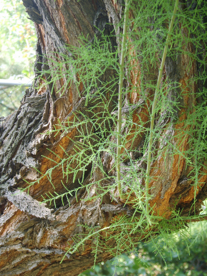 위성류 - Tamarix chinensis Lour.