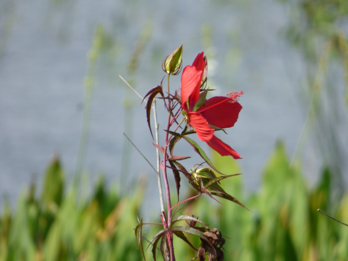 단풍잎촉규화 - Texas star, brilliant hibiscus, scarlet hibiscus, Hibiscus coccineus