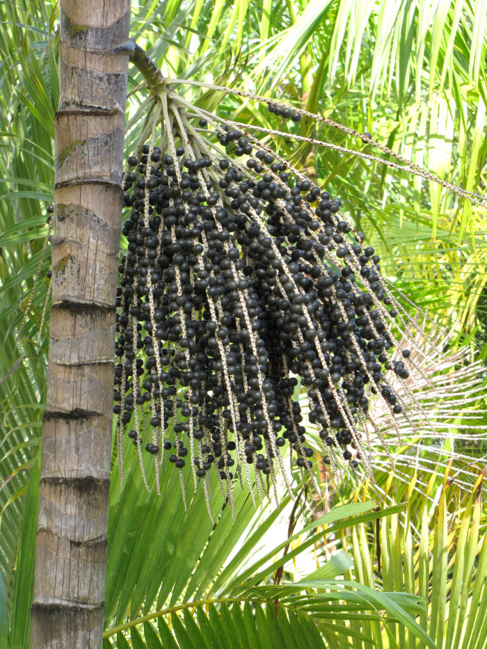 아카이야자 - Acai Palm, Açaí palm, Assai palm, Euterpe oleracea